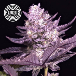 Semillas de marihuana feminizadas LA Kush Cake de Enigma Genetics