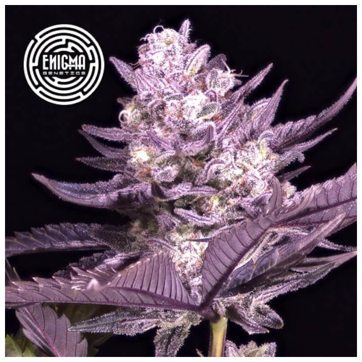 Semillas de marihuana feminizadas LA Kush Cake de Enigma Genetics