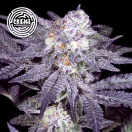 Semillas de marihuana feminizadas Jealousy 54 de Enigma Genetics
