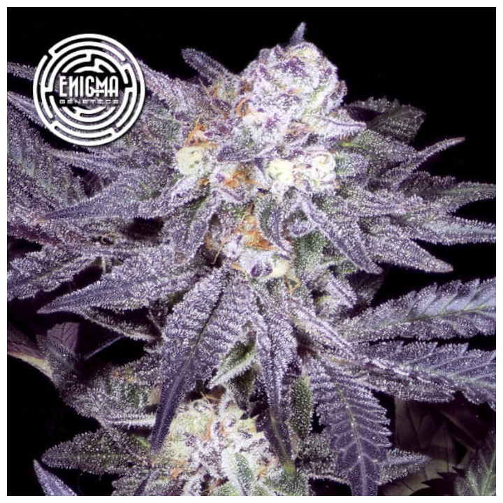 Semillas de marihuana feminizadas Jealousy 54 de Enigma Genetics
