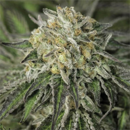 Semillas feminizadas Amherst Sour Diesel de Humboldt Seeds Organization