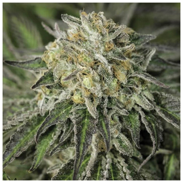 Semillas feminizadas Amherst Sour Diesel de Humboldt Seeds Organization