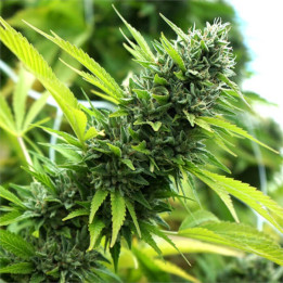 Semillas feminizadas Banana Sapphire de Humboldt Seeds Organization