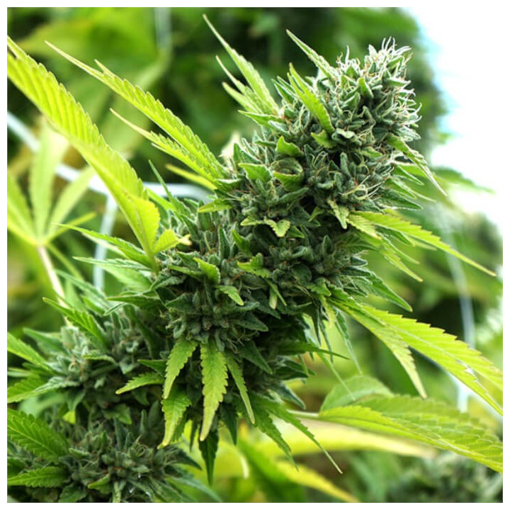 Semillas feminizadas Banana Sapphire de Humboldt Seeds Organization
