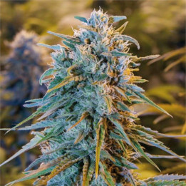 Semillas feminizadas Blue Dream de Humboldt Seeds Organization