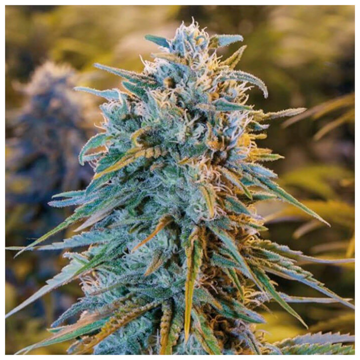 Semillas feminizadas Blue Dream de Humboldt Seeds Organization