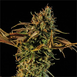 Semillas feminizadas Blueberry Headband de Humboldt Seeds