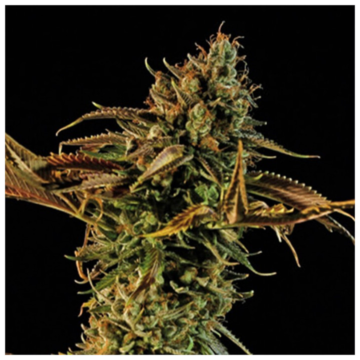 Semillas feminizadas Blueberry Headband de Humboldt Seeds