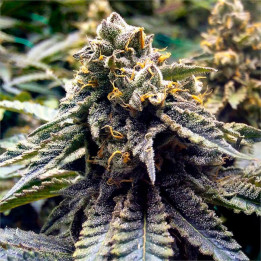 Semillas feminizadas Chocolate Mind OG 2.0 de Humboldt Seeds