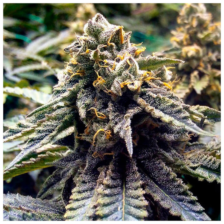 Semillas feminizadas Chocolate Mind OG 2.0 de Humboldt Seeds