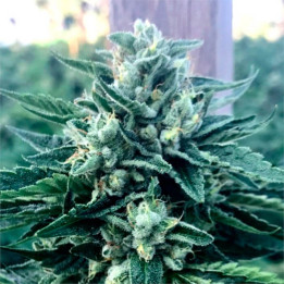Semillas feminizadas Cinnamon Buddha de Humboldt Seeds