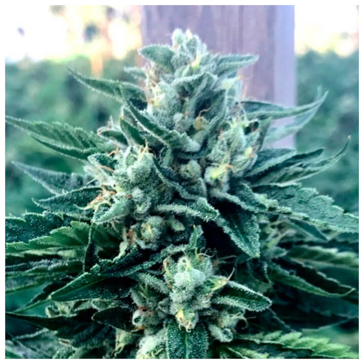 Semillas feminizadas Cinnamon Buddha de Humboldt Seeds