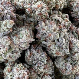 Semillas feminizadas Double Fire Headband de Humboldt Seeds