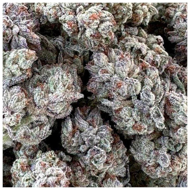 Semillas feminizadas Double Fire Headband de Humboldt Seeds