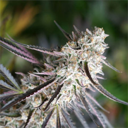 Semillas feminizadas Florida Gaspack de Humboldt Seeds