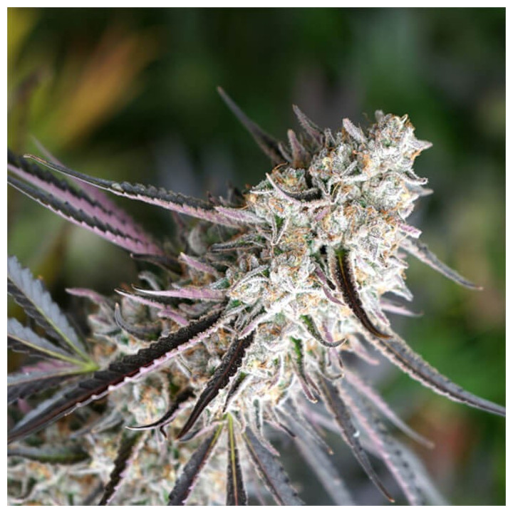 Semillas feminizadas Florida Gaspack de Humboldt Seeds