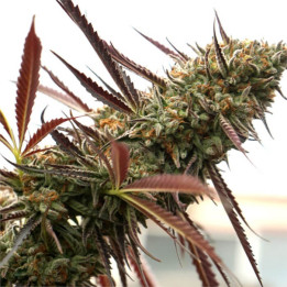 Semillas feminizadas Ghost Of NYC de Humboldt Seeds
