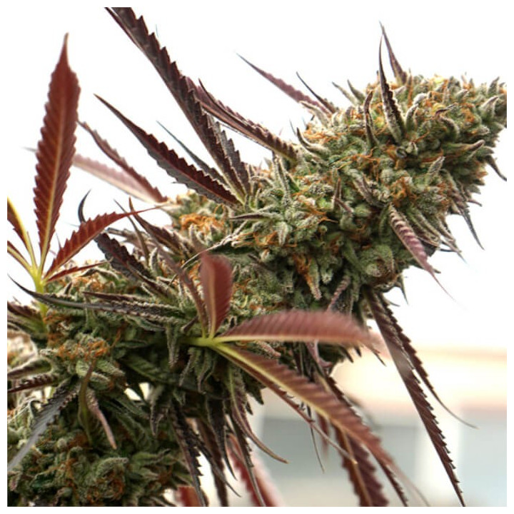 Semillas feminizadas Ghost Of NYC de Humboldt Seeds