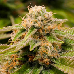 Semillas feminizadas Gorilla Breath de Humboldt Seeds