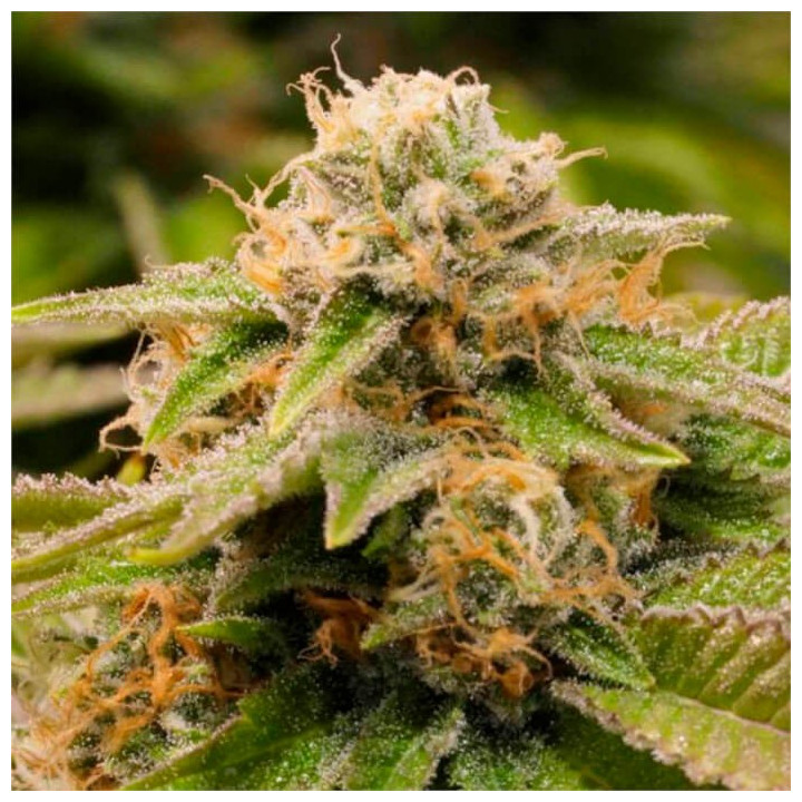 Semillas feminizadas Gorilla Breath de Humboldt Seeds