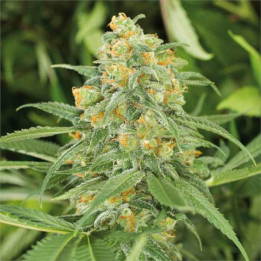 Semillas feminizadas Green Crack 2.0 de Humboldt Seeds