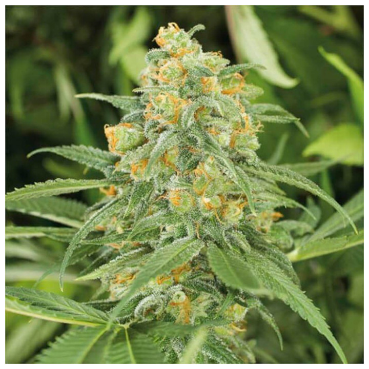 Semillas feminizadas Green Crack 2.0 de Humboldt Seeds