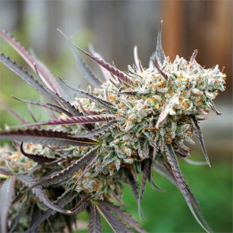 Semillas feminizadas Ice Cream Cake Fast Flowering de Humboldt Seeds