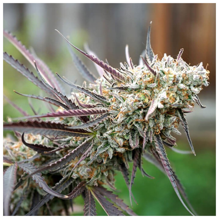 Semillas feminizadas Ice Cream Cake Fast Flowering de Humboldt Seeds