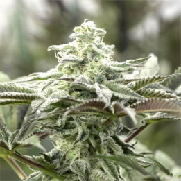 Semillas feminizadas Lemon Citron de Humboldt Seeds