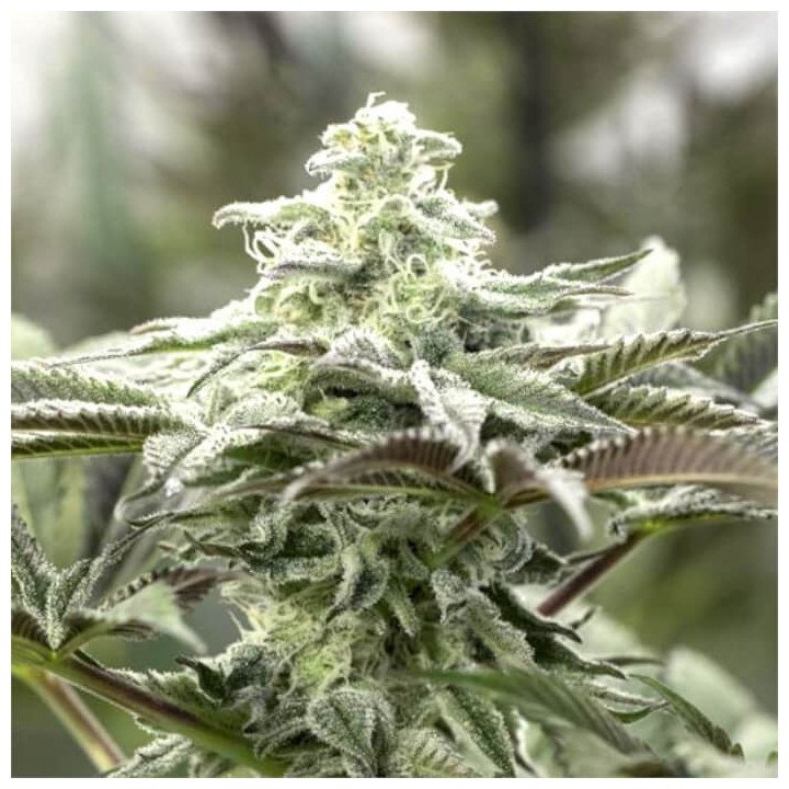 Semillas feminizadas Lemon Citron de Humboldt Seeds