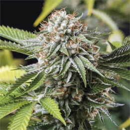 Semillas feminizadas Mango Sapphire de Humboldt Seeds