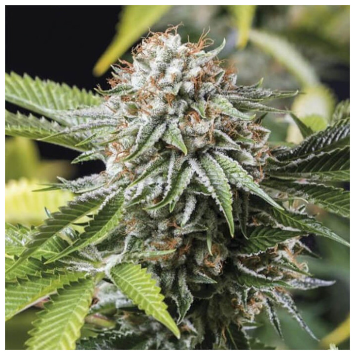 Semillas feminizadas Mango Sapphire de Humboldt Seeds