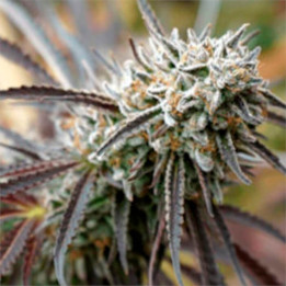 Semillas feminizadas Mendo Gaspack de Humboldt Seeds