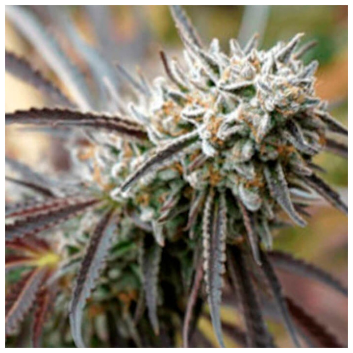 Semillas feminizadas Mendo Gaspack de Humboldt Seeds