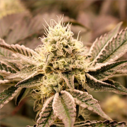 Semillas feminizadas Mouth Wash de Humboldt Seeds