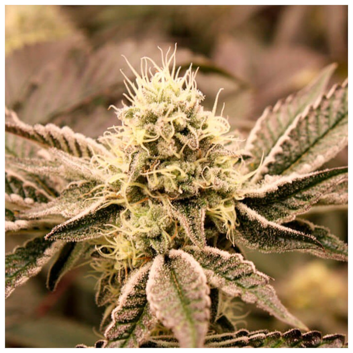 Semillas feminizadas Mouth Wash de Humboldt Seeds