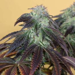 Semillas feminizadas Og Kush de Humboldt Seeds