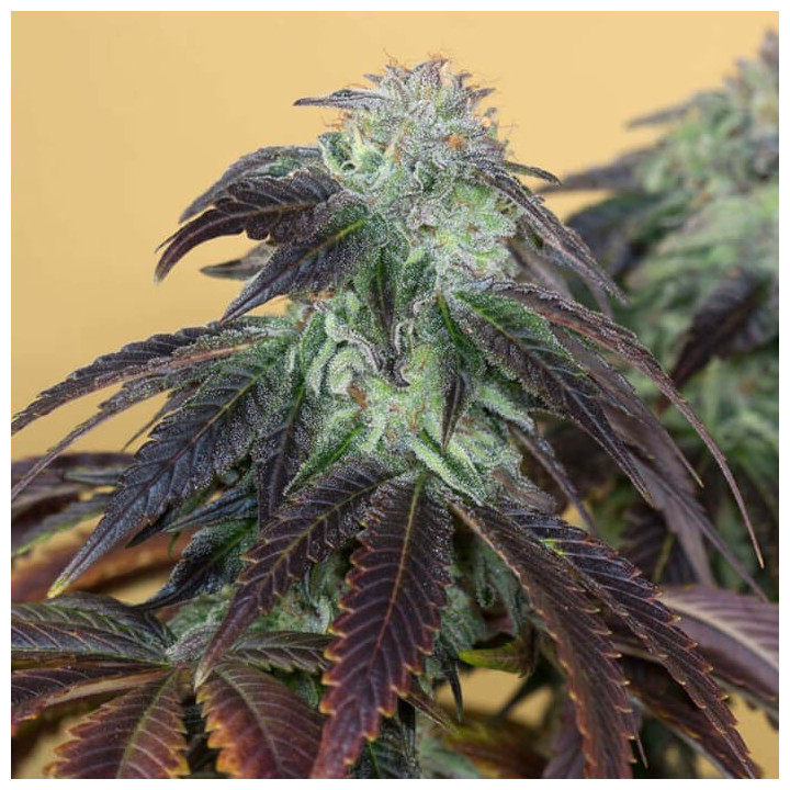 Semillas feminizadas Og Kush de Humboldt Seeds