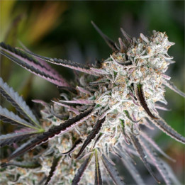 Semillas feminizadas Peanut Butter Breath Fast Flowering de Humboldt Seeds