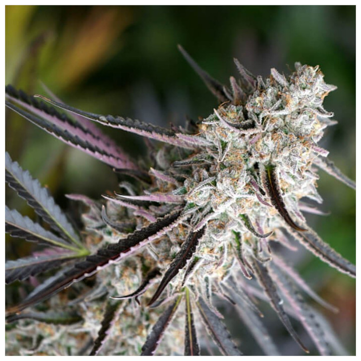 Semillas feminizadas Peanut Butter Breath Fast Flowering de Humboldt Seeds
