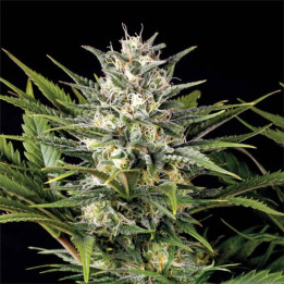 Semillas feminizadas Pineapple Skunk de Humboldt Seeds