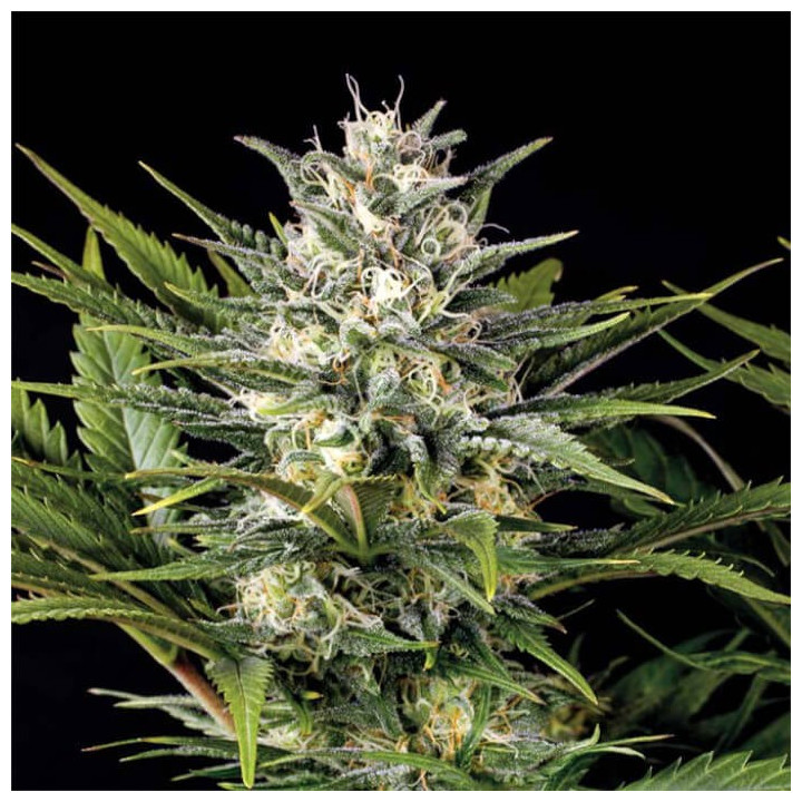 Semillas feminizadas Pineapple Skunk de Humboldt Seeds