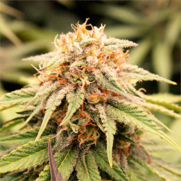 Semillas feminizadas PriZmatic de Humboldt Seeds