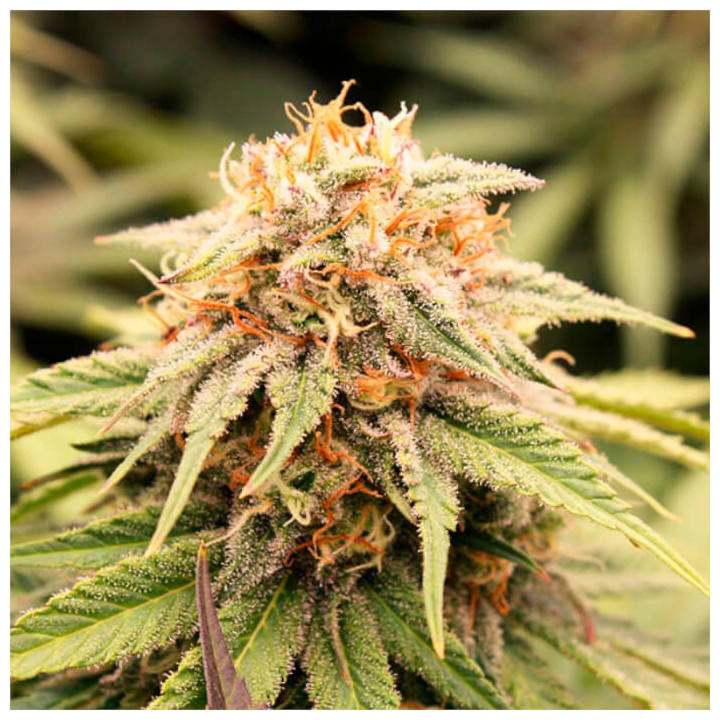 Semillas feminizadas PriZmatic de Humboldt Seeds