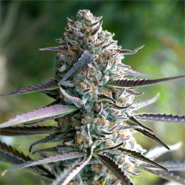 Semillas feminizadas Runtz Fast Flowering de Humboldt Seeds