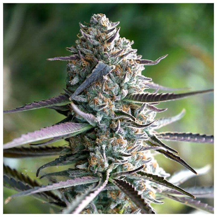 Semillas feminizadas Runtz Fast Flowering de Humboldt Seeds