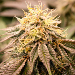 Semillas feminizadas SunDogZ de Humboldt Seeds