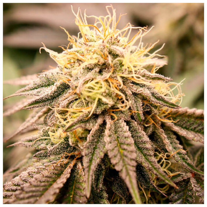 Semillas feminizadas SunDogZ de Humboldt Seeds
