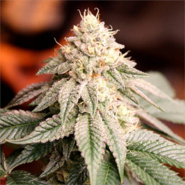 Semillas feminizadas Sunset Bride de Humboldt Seeds