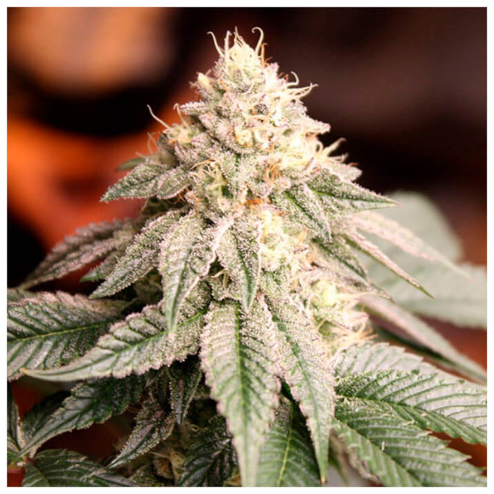 Semillas feminizadas Sunset Bride de Humboldt Seeds